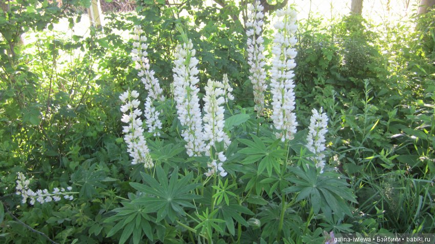 Цветы нашего лета — Болталка и разговоры обо всем: жизнь (фото 10)