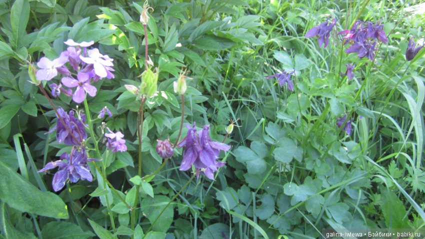 Цветы нашего лета — Болталка и разговоры обо всем: жизнь