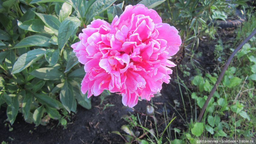 Цветы нашего лета — Болталка и разговоры обо всем: жизнь