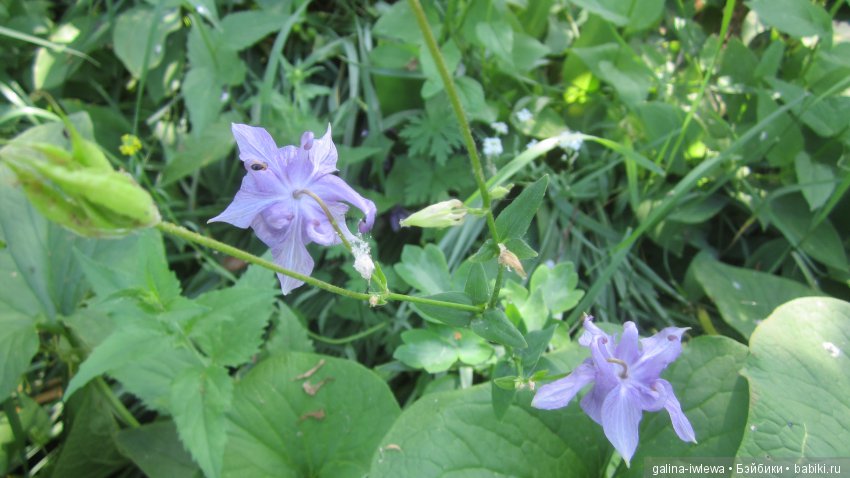 Цветы нашего лета — Болталка и разговоры обо всем: жизнь (фото 3)