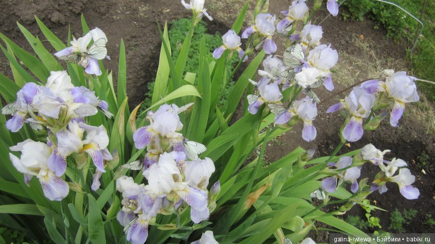 Цветы нашего лета — Болталка и разговоры обо всем: жизнь