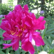 Цветы нашего лета