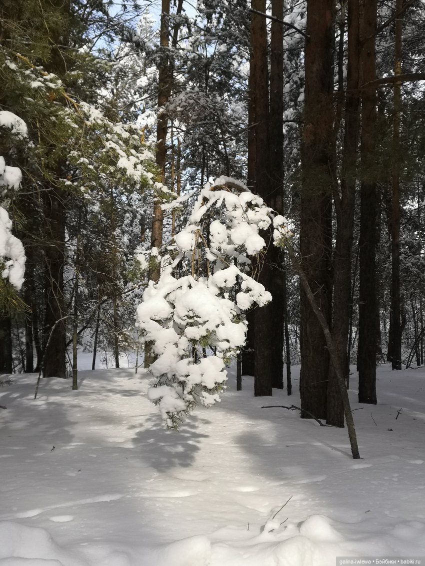 Снежные наряды — Болталка и разговоры обо всем: жизнь (фото 3)