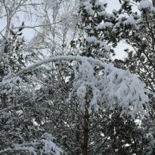 Снежные наряды