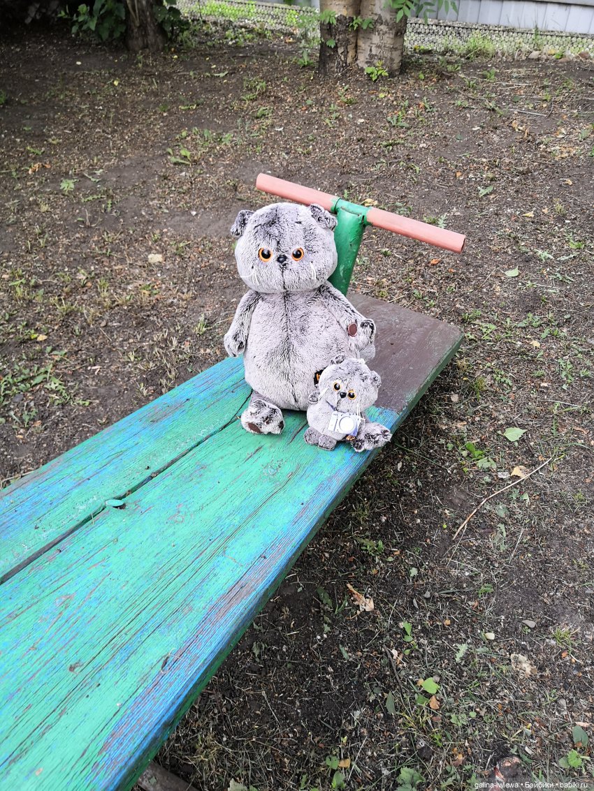 Лето и котики — Кот Басик