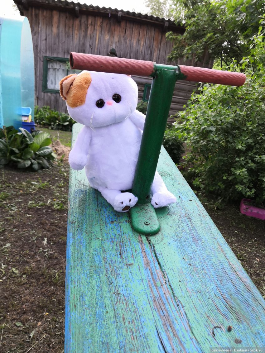 Лето и котики — Кот Басик