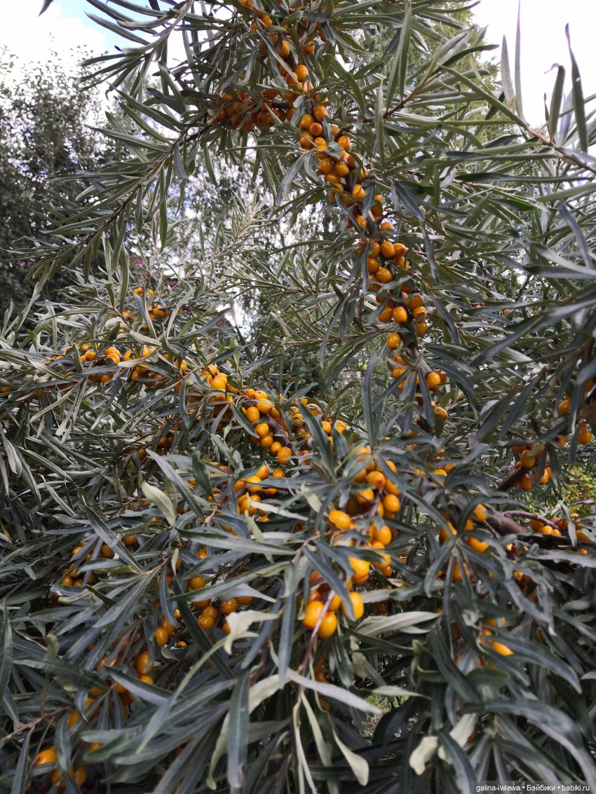 Сестренки Бони и другие малышки. Август