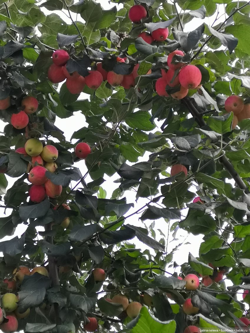 Сестренки Бони и другие малышки. Август