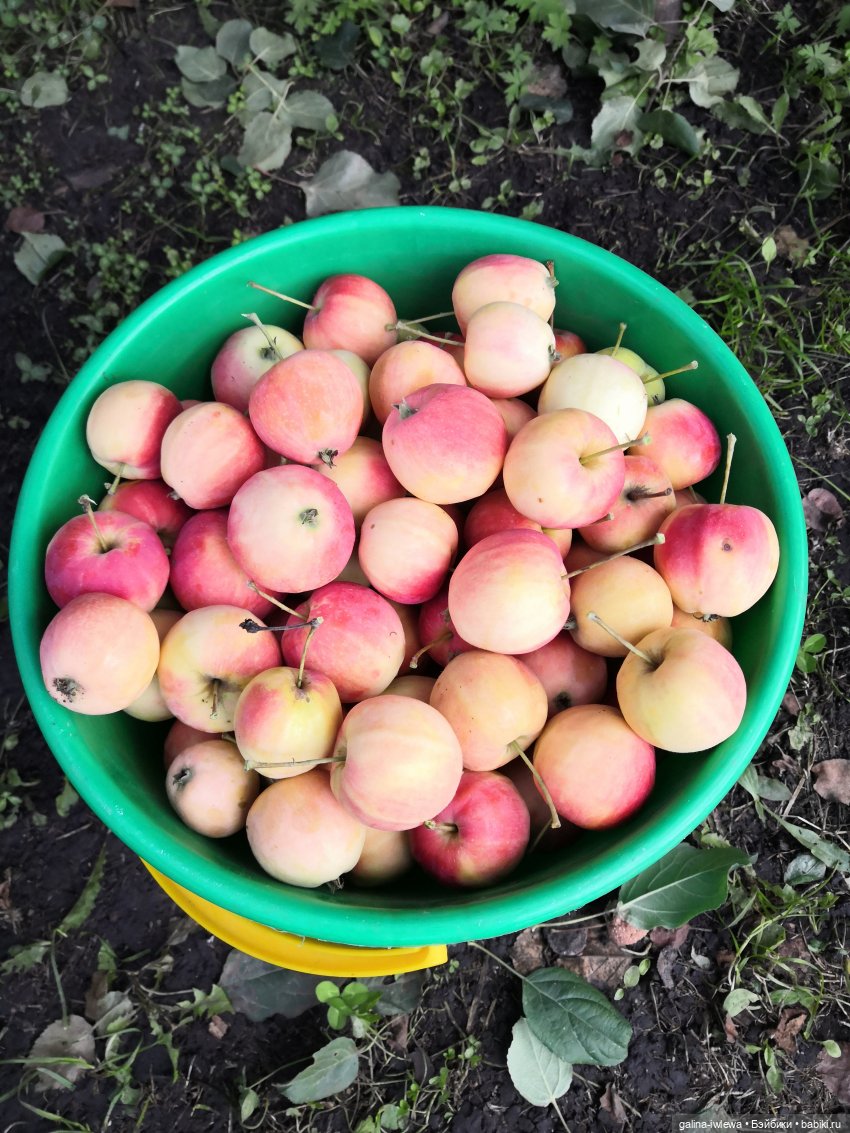 Сестренки Бони и другие малышки. Август