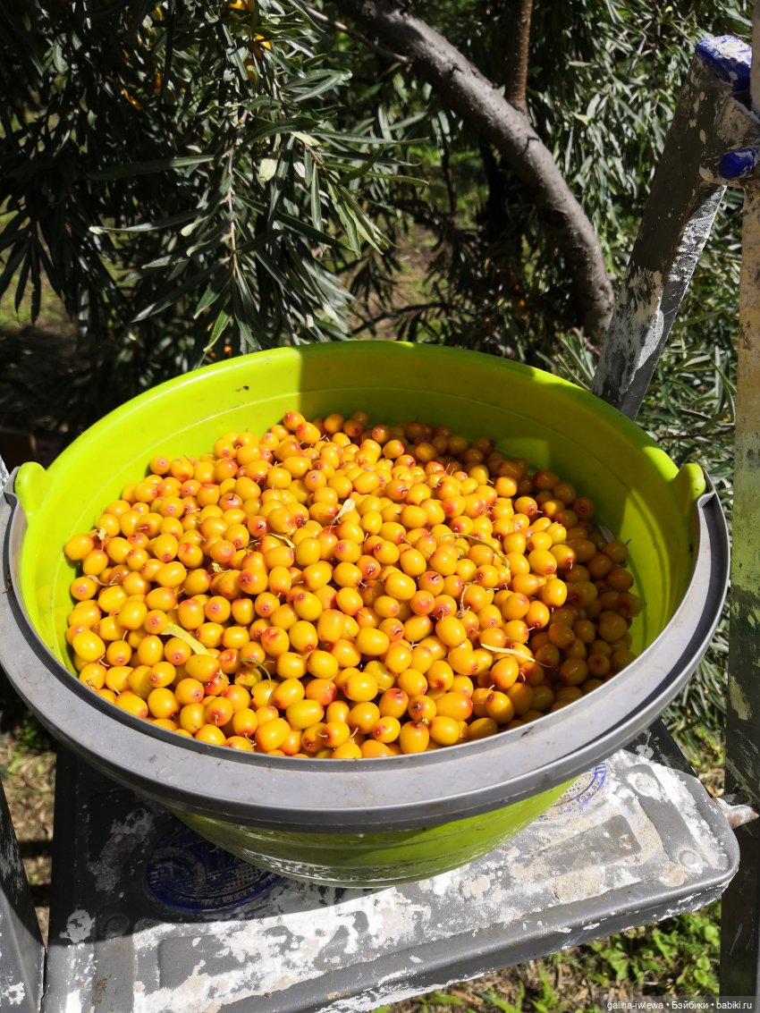 Сестренки Бони и другие малышки. Август