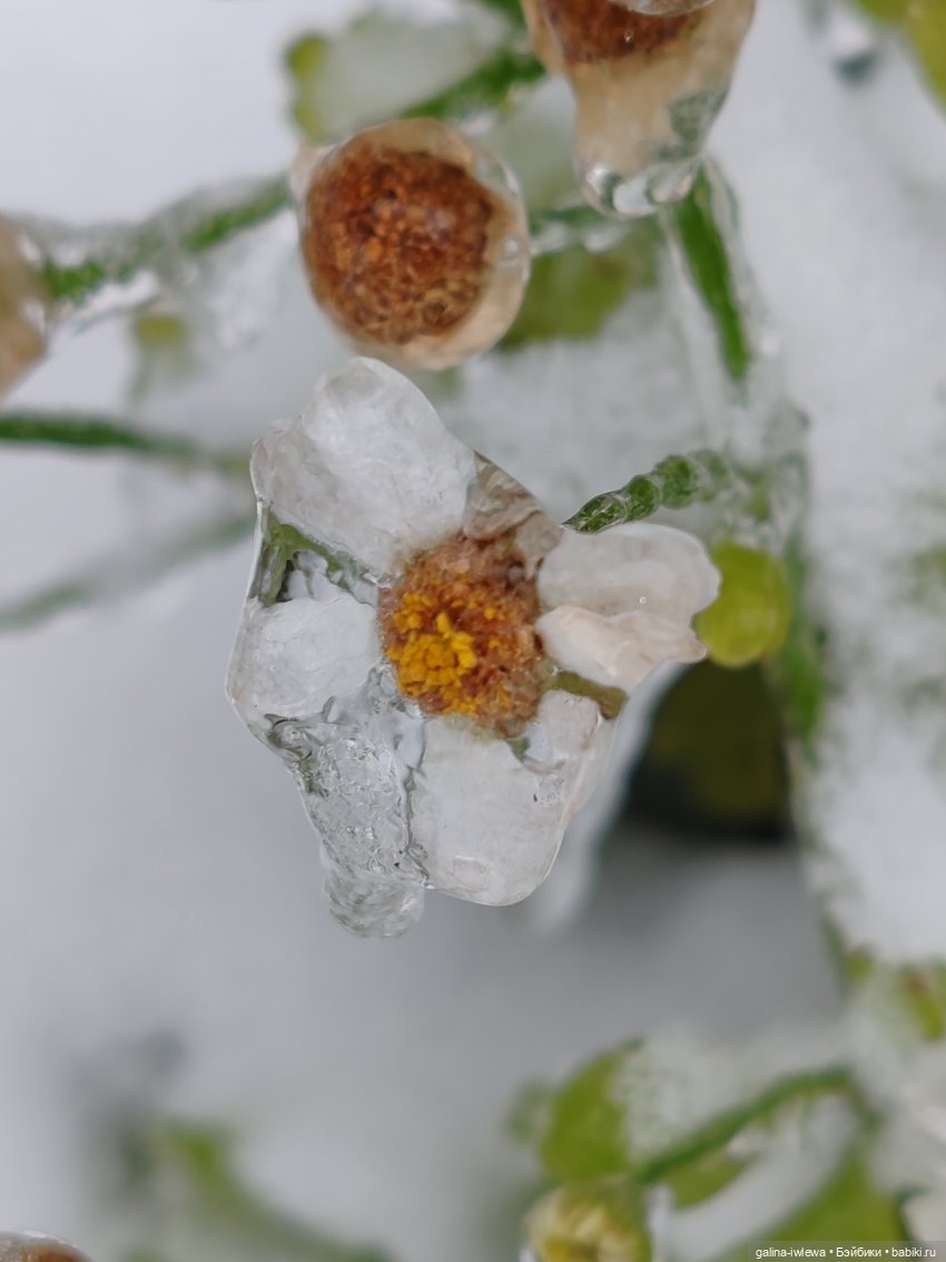 Сюрпризы октября — Красивая природа и цветы: фото пейзажей