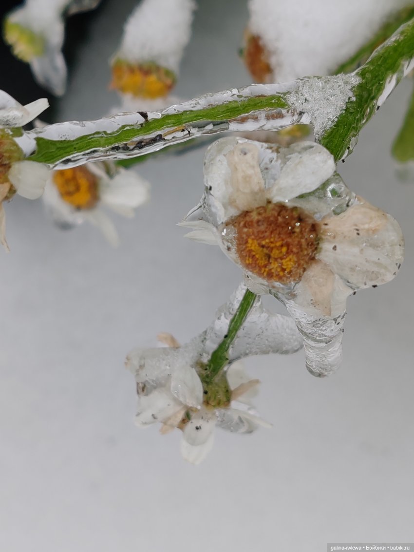 Сюрпризы октября — Красивая природа и цветы: фото пейзажей