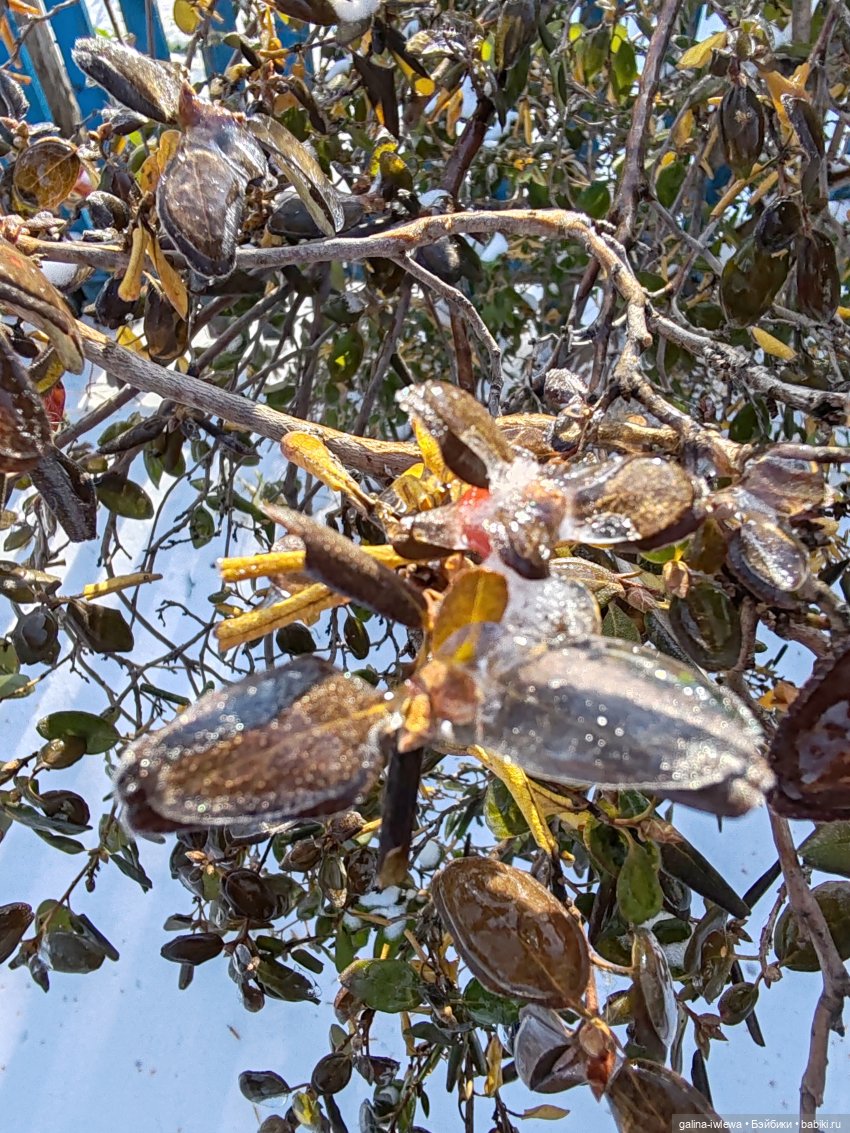 Сюрпризы октября — Красивая природа и цветы: фото пейзажей