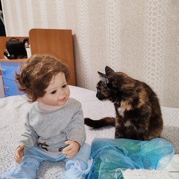 Макс и котики