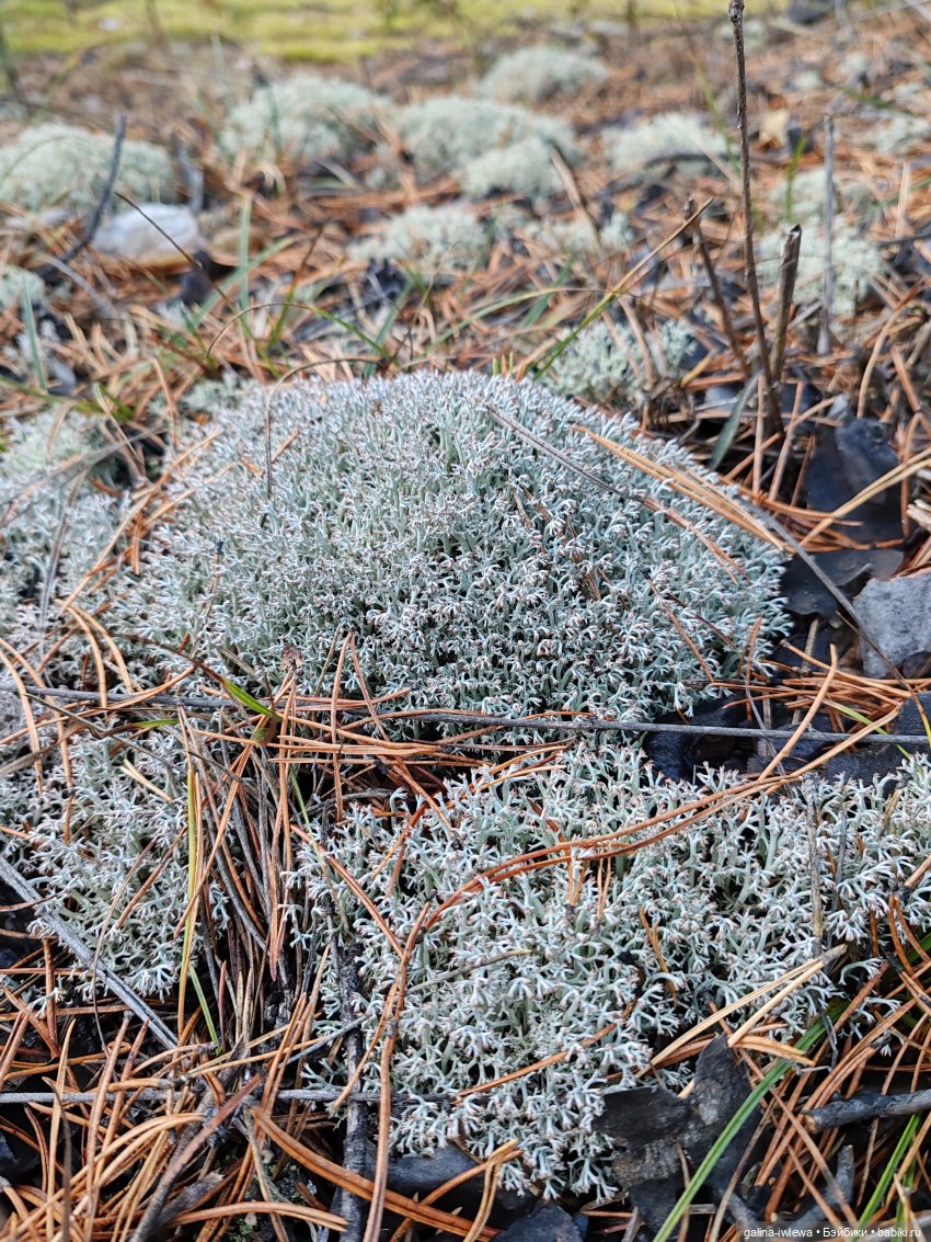 Осенняя прогулка Василя — Куклы Реборн (Reborn): домашние фото