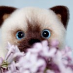 Котята Анны Ястрежембовской. Игрушки валянием из шерсти