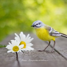 Жёлтая трясогузка