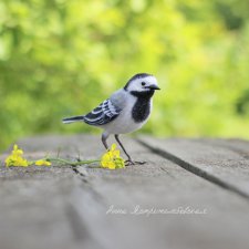 Белая трясогузка