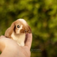 Заинька Заинька