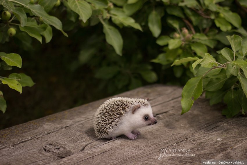 Валяные игрушки из шерсти: сухое валяние (фото 8)
