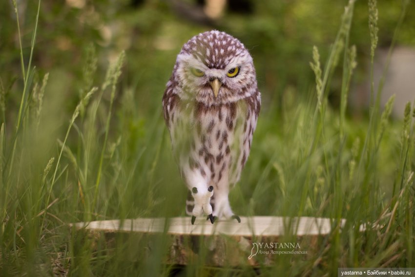 День Медика — Валяные игрушки из шерсти: сухое валяние (фото 6)