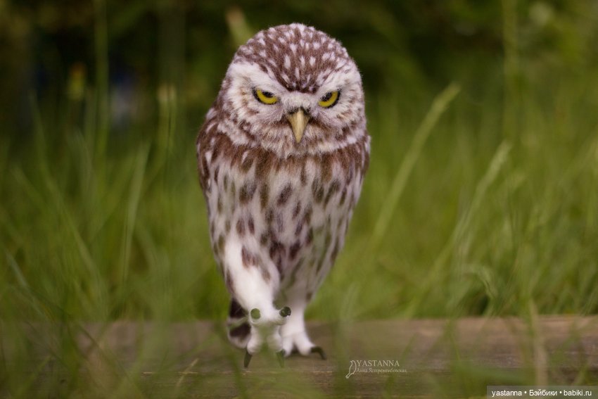 День Медика — Валяные игрушки из шерсти: сухое валяние