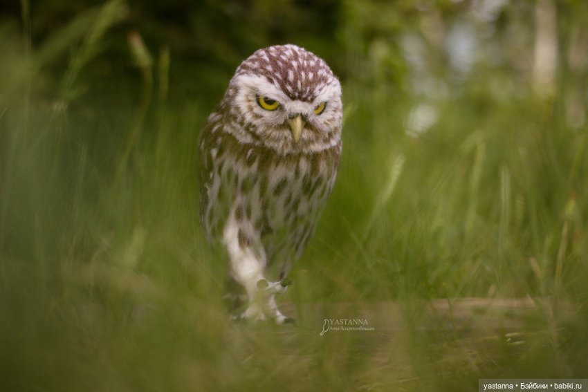 День Медика — Валяные игрушки из шерсти: сухое валяние