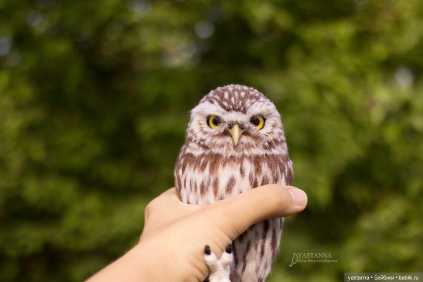 День Медика — Валяные игрушки из шерсти: сухое валяние
