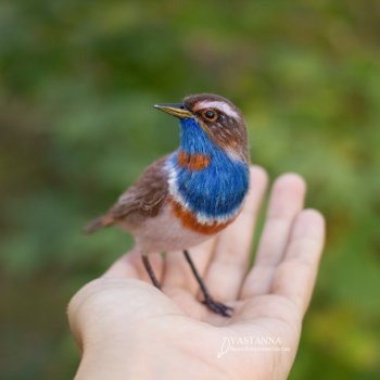 Варакушка - повторушка