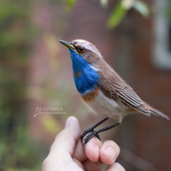 Варакушечка