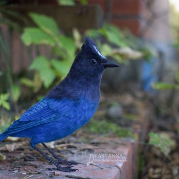 Синяя птица