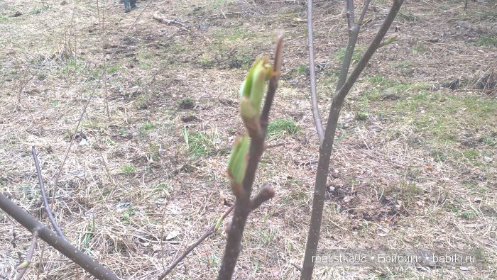 Весенняя работа лесных эльфов (фото 6)