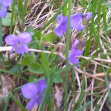 Весенняя работа лесных эльфов. Часть 2