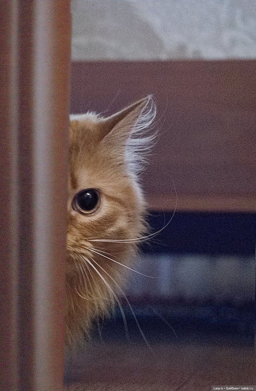 Мой любимчик, перезагрузка