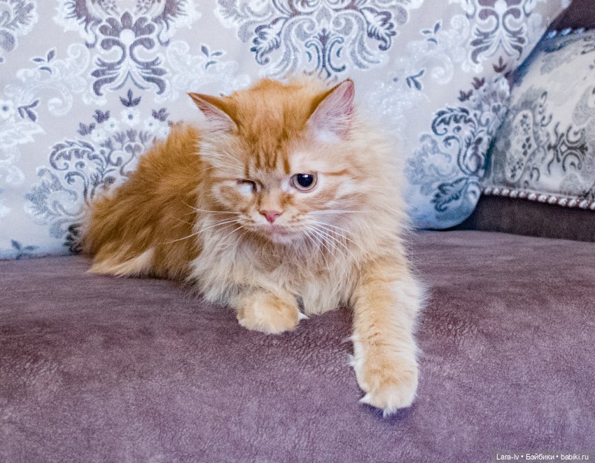 Мой любимчик, перезагрузка