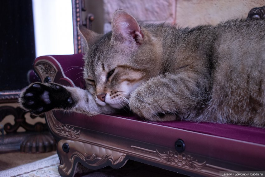 Два чемодана кукол. Серия 2