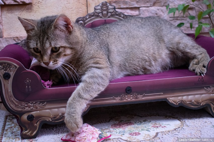 Два чемодана кукол. Серия 2