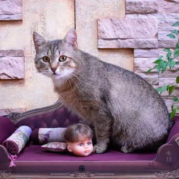 Два чемодана кукол. Серия 2