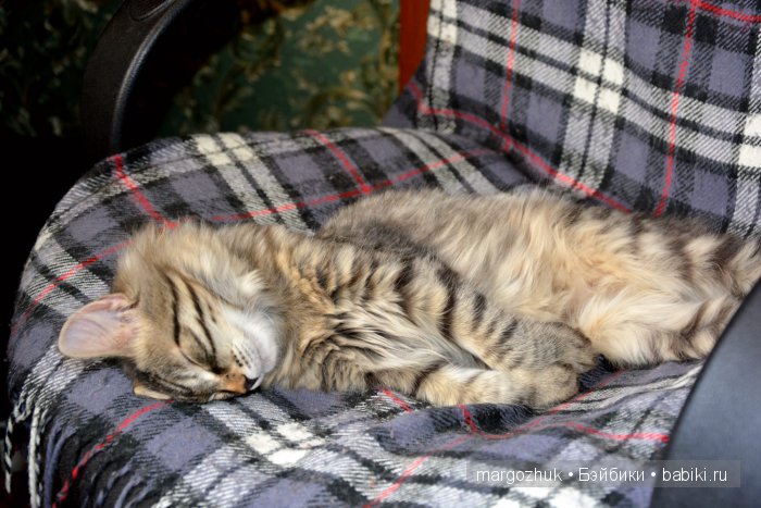 Наш Мишка, кажется, влюбился