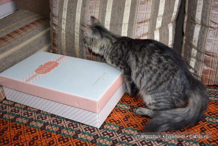 Наш Мишка, кажется, влюбился (фото 2)