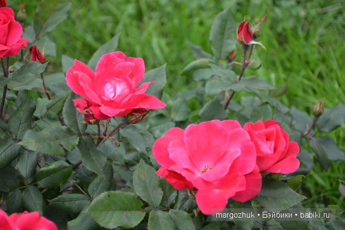 Цветочное море Москвы — Туризм и путешествия: фотоотчеты из поездок