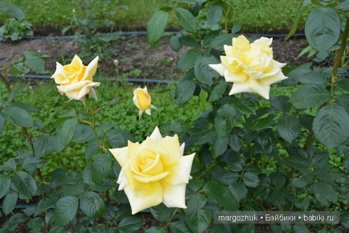 Цветочное море Москвы — Туризм и путешествия: фотоотчеты из поездок