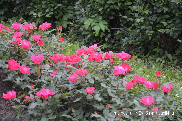 Цветочное море Москвы — Туризм и путешествия: фотоотчеты из поездок