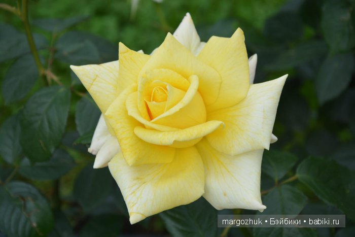 Цветочное море Москвы — Туризм и путешествия: фотоотчеты из поездок