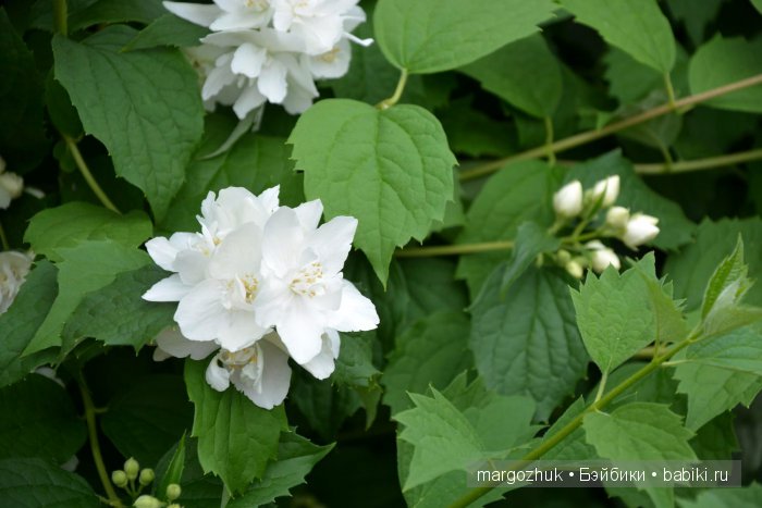 Цветочное море Москвы — Туризм и путешествия: фотоотчеты из поездок (фото 9)