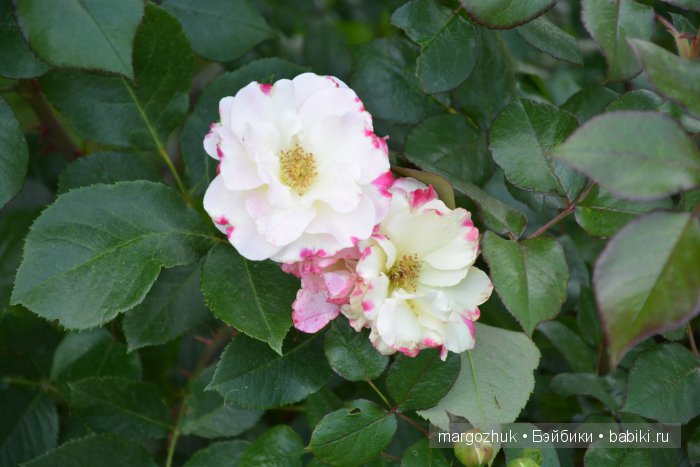 Цветочное море Москвы — Туризм и путешествия: фотоотчеты из поездок