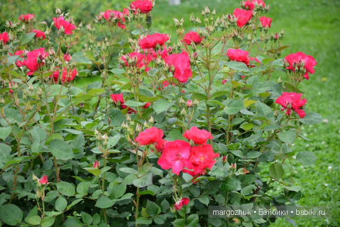 Цветочное море Москвы — Туризм и путешествия: фотоотчеты из поездок (фото 6)