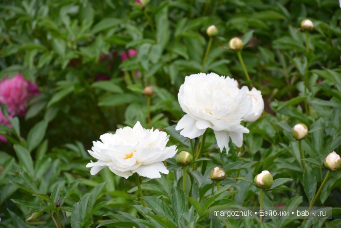 Цветочное море Москвы — Туризм и путешествия: фотоотчеты из поездок