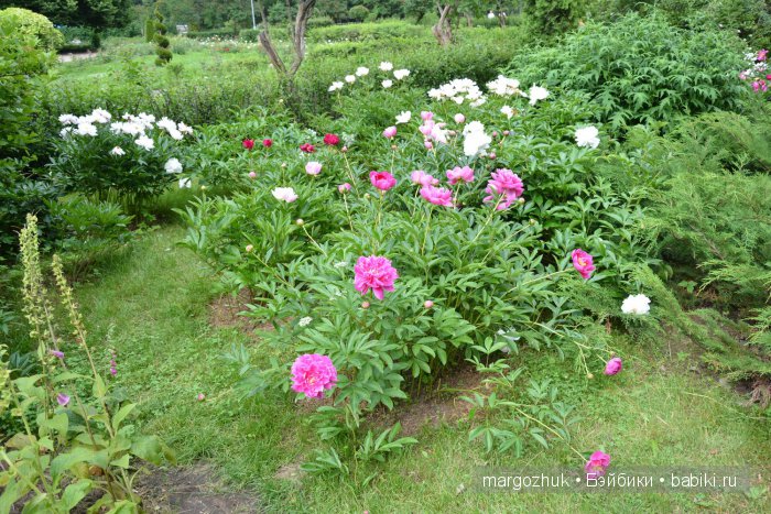 Цветочное море Москвы — Туризм и путешествия: фотоотчеты из поездок
