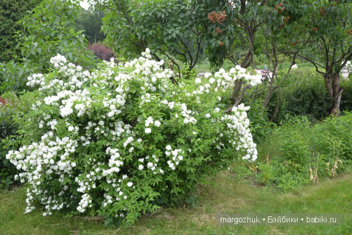 Цветочное море Москвы — Туризм и путешествия: фотоотчеты из поездок
